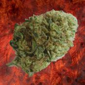 Super Lemon Haze - Sativa - 18,7 % CBD - Indoor